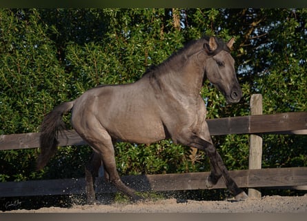 Lusitanien, Étalon, 3 Ans, 154 cm, Grullo