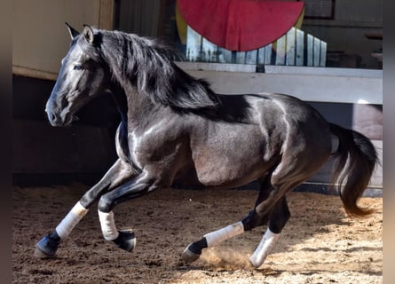 Lusitanien, Étalon, 3 Ans, 155 cm, Gris noir