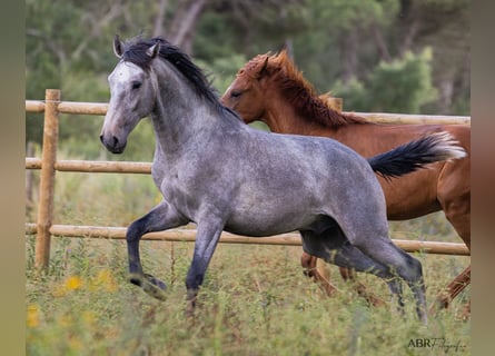 Lusitanien, Étalon, 3 Ans, 155 cm, Rouan bleu