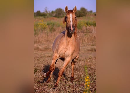 Lusitanien, Étalon, 3 Ans, 157 cm, Alezan dun