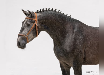 Lusitanien, Étalon, 3 Ans, 158 cm, Gris noir