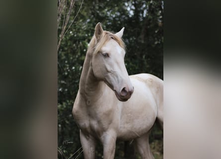 Lusitanien, Étalon, 3 Ans, 158 cm, Perlino