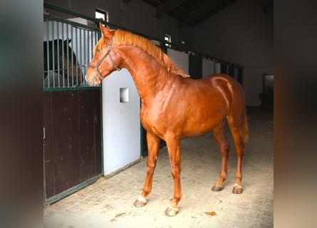 Lusitanien, Étalon, 3 Ans, 159 cm, Alezan