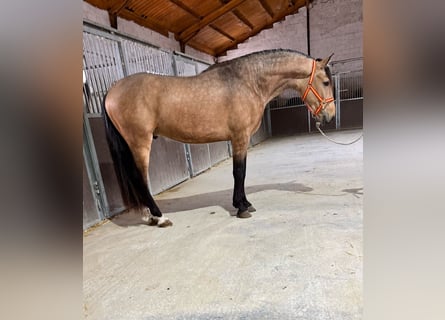 Lusitanien, Étalon, 3 Ans, 159 cm, Buckskin