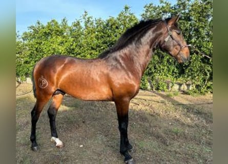 Lusitanien Croisé, Étalon, 3 Ans, 160 cm, Bai cerise