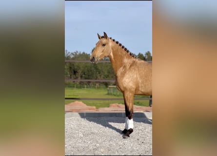 Lusitanien, Étalon, 3 Ans, 160 cm, Buckskin