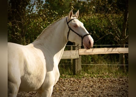 Lusitanien, Étalon, 3 Ans, 160 cm, Cremello