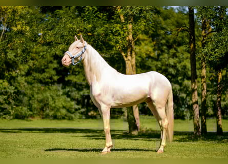 Lusitanien, Étalon, 3 Ans, 160 cm, Cremello