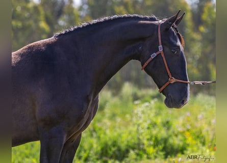 Lusitanien, Étalon, 3 Ans, 160 cm, Noir