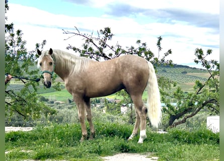 Lusitanien Croisé, Étalon, 3 Ans, 160 cm, Palomino