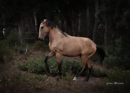 Lusitanien, Étalon, 3 Ans, 161 cm, Buckskin