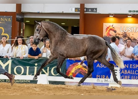 Lusitanien, Étalon, 3 Ans, 161 cm, Gris (bai-dun)