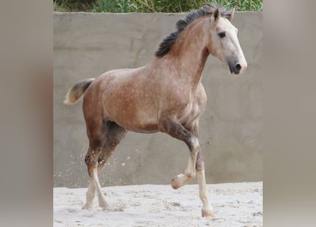 Lusitanien, Étalon, 3 Ans, 161 cm, Gris