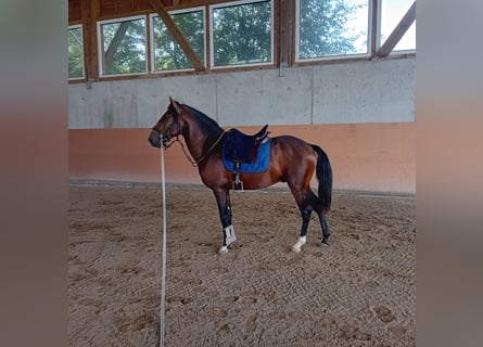 Lusitanien, Étalon, 3 Ans, 162 cm, Bai brun