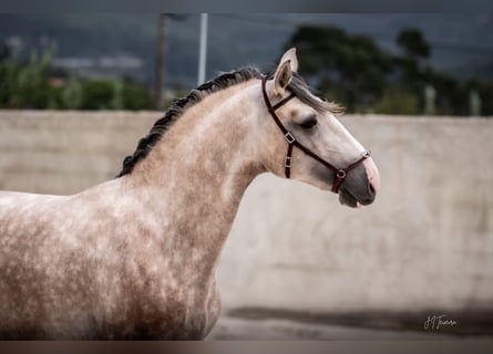 Lusitanien, Étalon, 3 Ans, 162 cm, Gris