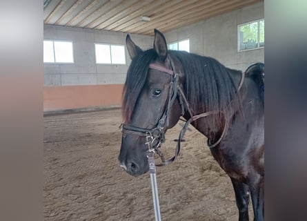 Lusitanien, Étalon, 3 Ans, 162 cm, Noir