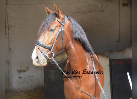 Lusitanien, Étalon, 3 Ans, 163 cm, Bai brun