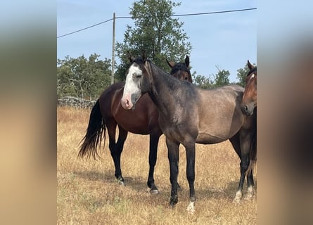 Lusitanien, Étalon, 3 Ans, 164 cm, Gris