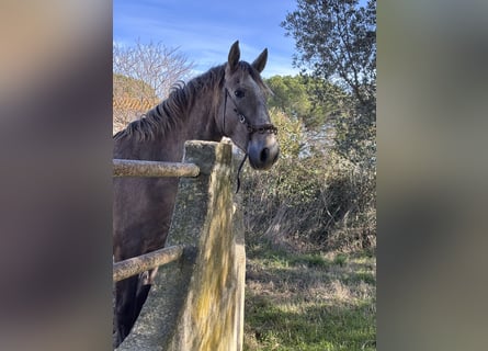 Lusitanien, Étalon, 3 Ans, 165 cm, Gris