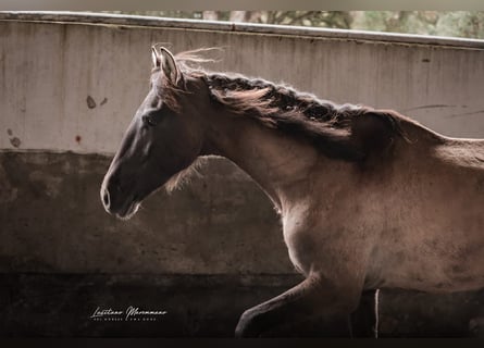 Lusitanien, Étalon, 3 Ans, 165 cm, Grullo