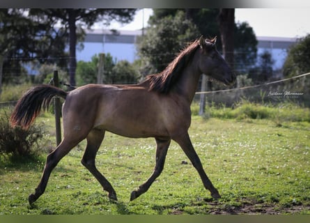 Lusitanien, Étalon, 3 Ans, 165 cm, Grullo