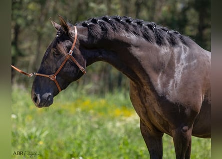 Lusitanien, Étalon, 3 Ans, 165 cm, Noir