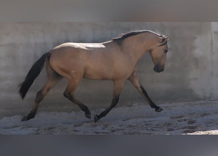 Lusitanien, Étalon, 3 Ans, 166 cm, Isabelle