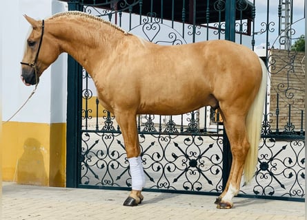 Lusitanien, Étalon, 3 Ans, Palomino