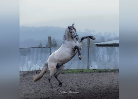 Lusitanien, Étalon, 4 Ans, 152 cm, Gris (bai-dun)