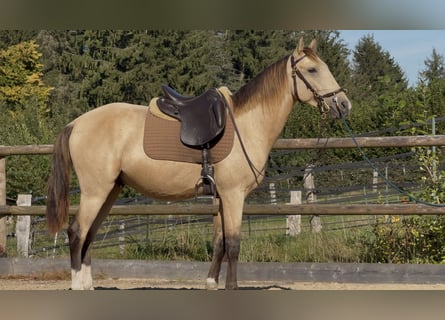 Lusitanien, Étalon, 4 Ans, 153 cm, Buckskin