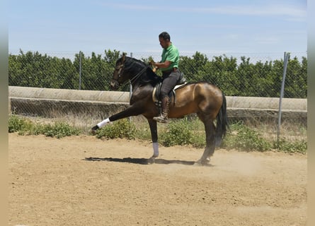 Lusitanien, Étalon, 4 Ans, 159 cm, Buckskin