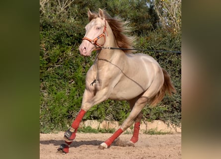 Lusitanien, Étalon, 4 Ans, 159 cm, Cremello