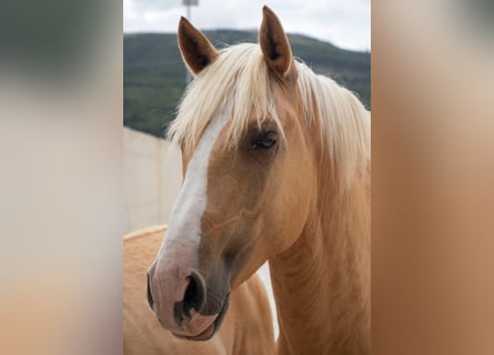 Lusitanien, Étalon, 4 Ans, 160 cm, Palomino