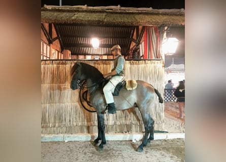 Lusitanien Croisé, Étalon, 4 Ans, 160 cm