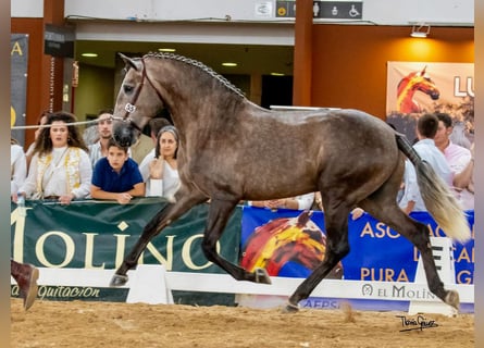 Lusitanien, Étalon, 4 Ans, 161 cm, Gris