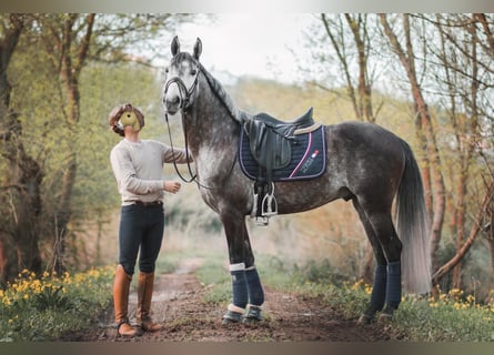 Lusitanien, Étalon, 4 Ans, 161 cm, Gris