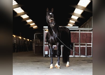 Lusitanien Croisé, Étalon, 4 Ans, 162 cm, Bai brun