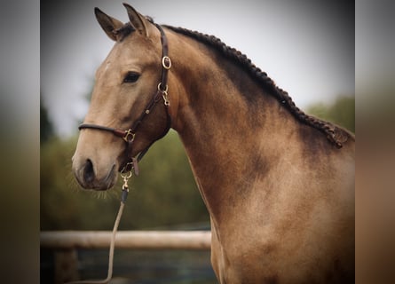 Lusitanien, Étalon, 4 Ans, 162 cm, Buckskin