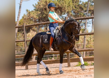 Lusitanien, Étalon, 4 Ans, 162 cm, Noir