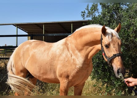 Lusitanien, Étalon, 4 Ans, 162 cm, Palomino