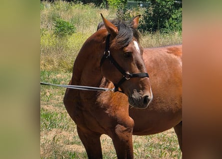 Lusitanien, Étalon, 4 Ans, 163 cm, Bai brun