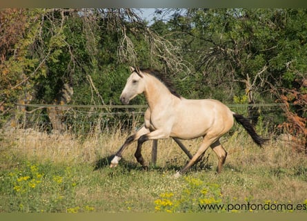 Lusitanien, Étalon, 4 Ans, 164 cm, Buckskin