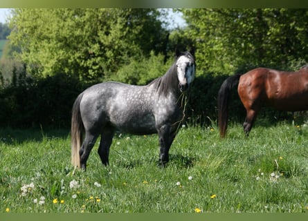 Lusitanien, Étalon, 4 Ans, 164 cm, Gris