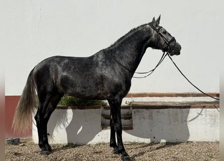 Lusitanien, Étalon, 4 Ans, 165 cm, Gris