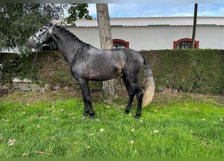 Lusitanien, Étalon, 4 Ans, 165 cm, Gris