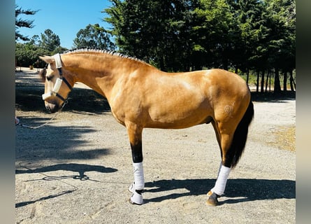 Lusitanien, Étalon, 4 Ans, 166 cm, Bai cerise