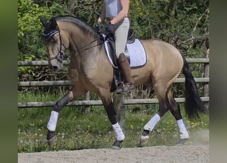 Lusitanien, Étalon, 4 Ans, 167 cm, Buckskin