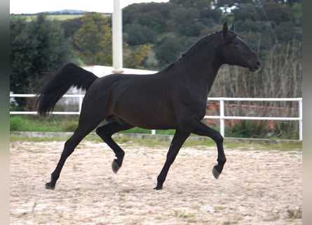 Lusitanien, Étalon, 4 Ans, 168 cm, Noir
