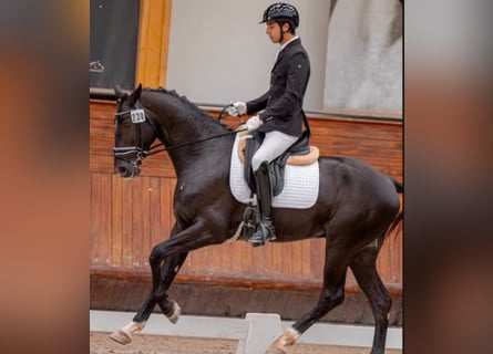 Lusitanien Croisé, Étalon, 4 Ans, 168 cm, Noir