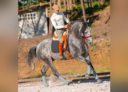 Lusitanien, Étalon, 4 Ans, 170 cm, Gris